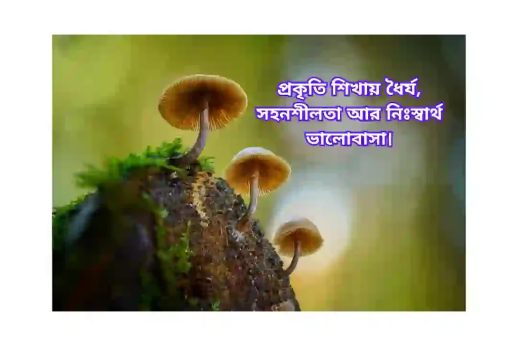 প্রকৃতি নিয়ে ক্যাপশন বাংলা